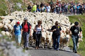 La Transhumance à Rocamadour